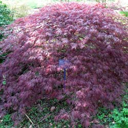 acer palmatum ornatum